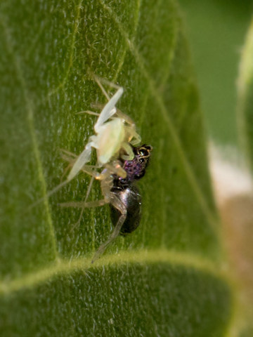 Jumping Spider (Cosmophasis sp) (Cosmophasis sp)